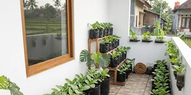 How to Plant Baby Kailan Vegetables in a Limited Space, Can Harvest Quickly with Polybags