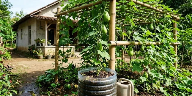 How to Properly Plant Jipang Vegetables, Abundant Fruits Regardless of Season
