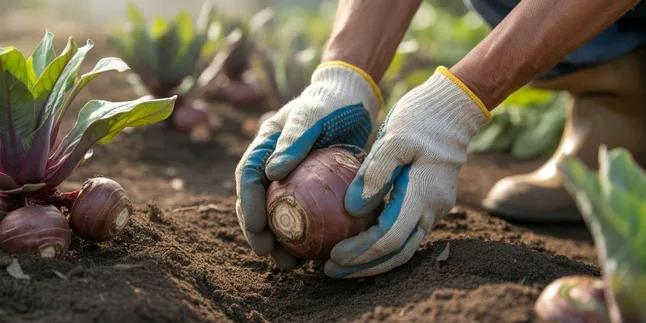 Cara Menanam Umbi Yakon: Panduan Lengkap untuk Pemula
