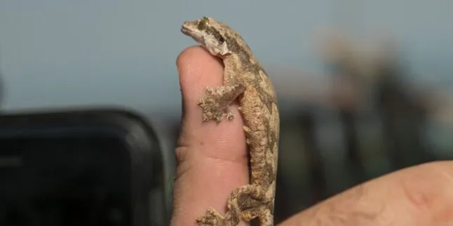 Cara Mengatasi Phobia Reptil pada Anak, Pelajari Panduan Melatih Anak agar Tidak Takut