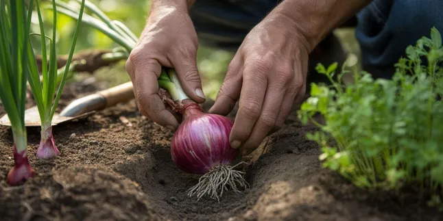 Cara Menggunakan Bawang Merah untuk Tanaman