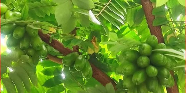 How to Boil Bilimbi Leaves for Diabetes and High Blood Pressure, Let's Experience the Benefits