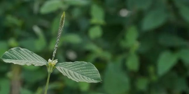 How to Boil Horseweed Leaves to Overcome Respiratory and Digestive Problems