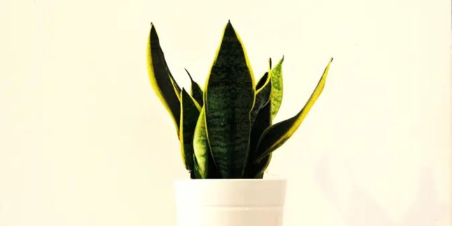 How to Boil Snake Plant, an Effective Solution to Relieve Stress and Anxiety