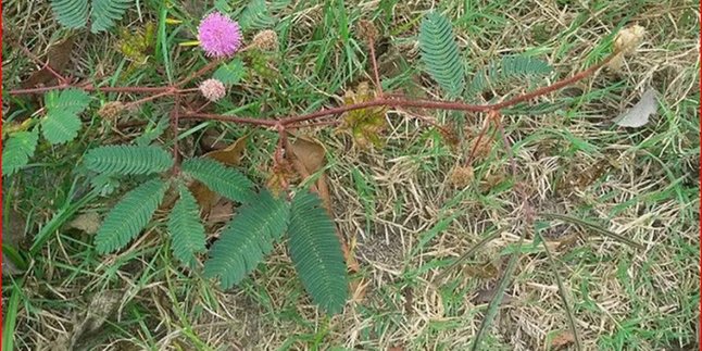 Easy Way to Boil Mimosa Pudica Leaves for High Blood Pressure and Hemorrhoids