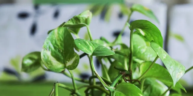 Cara Rebus Daun Sirih Merah, Berkhasiat untuk Kolesterol dan Asam Urat yang Aman