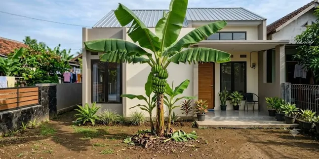 How to Plant Banana Trees So They Don't Grow Tall, Follow These Steps for Easier Maintenance