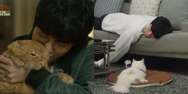 Cat Lovers Gather, Here are 4 Korean Dramas for Cat Lovers with Adorable Scenes