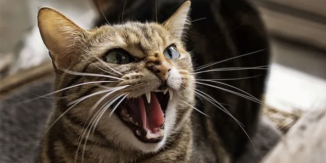 Cekoki Kucing Anggora dengan Ciu, Pria Ini Dikecam & Dipetisi Hukuman Penjara