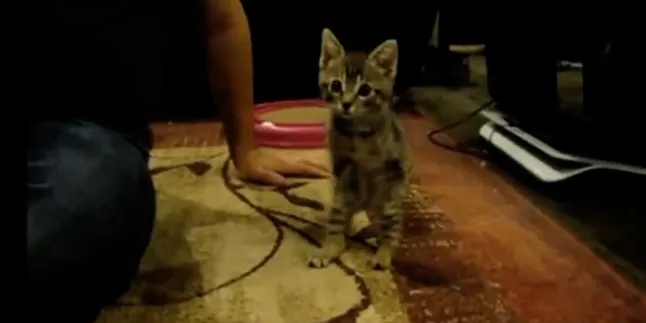 Cuma Punya Dua Kaki, Kucing Ini Tetap Lincah!