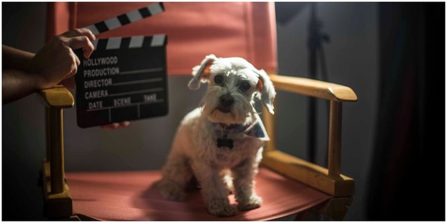 From Cute to Fierce, These 5 Dogs Look Stunning in Hollywood Movies