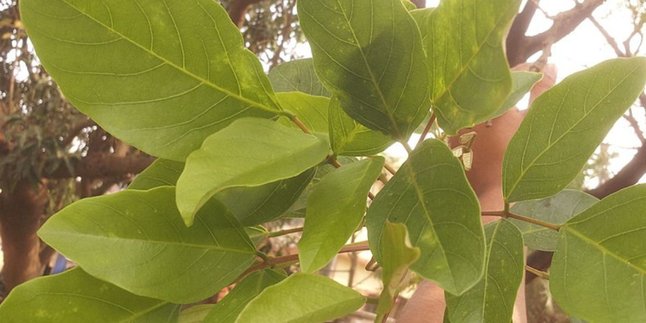 Cangkring or Dadap Leaves for Health, How to Boil Them for Cholesterol and Facilitate Breast Milk Production