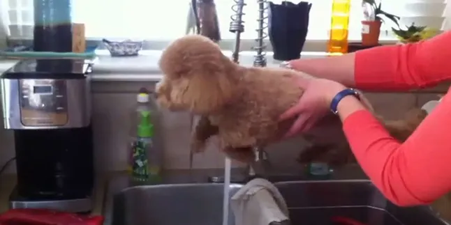 Dengar Suara Air, Anjing Ini Tiba-Tiba Pingin Renang!