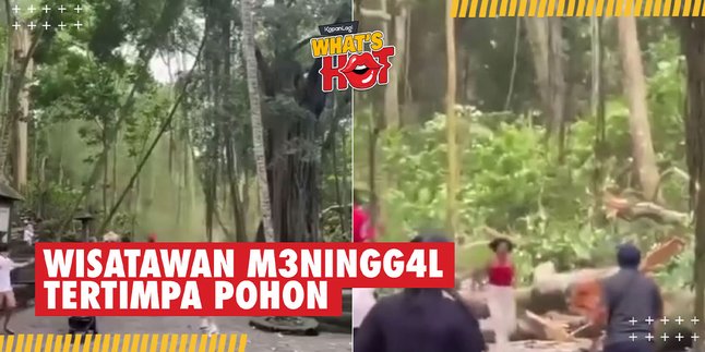 Moments of the Falling Tree in Monkey Forest Ubud and Hitting Several Tourists