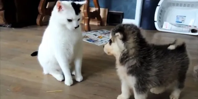 Digoda Anjing, Kucing Ini Tetap Sabar