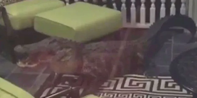 Dikira Maling, Ternyata Rumah Keluarga Ini 'Dibobol' Buaya