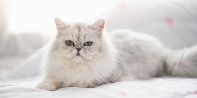 Called Difficult to Express Emotions on Her Flat Face, Let's Guess the Heart's Content of These 10 Persian Cat Pictures