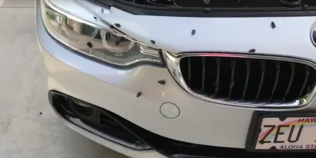 Ditinggal Lama, Mobil Mewah Ini Malah Jadi Sarang Kecoa