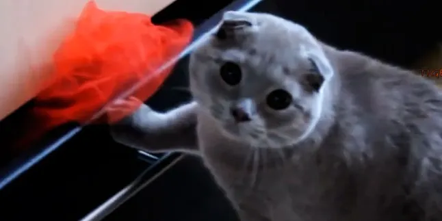 Duh, Ekspresi Kucing Ini… Menggemaskan!