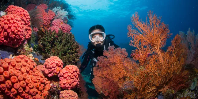 Dukung Pariwisata Indonesia, Maskapai Ini Hadirkan Rute Hemat Jakarta-Sorong