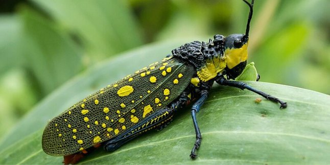 Facts About the Devil's Grasshopper That Caused a Resident of Bojonegoro to Die, Contains Toxic Liquid