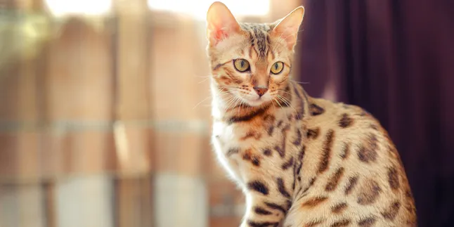 Fakta Unik Kucing Bengal, Anabul Aktif yang Doyan Makan