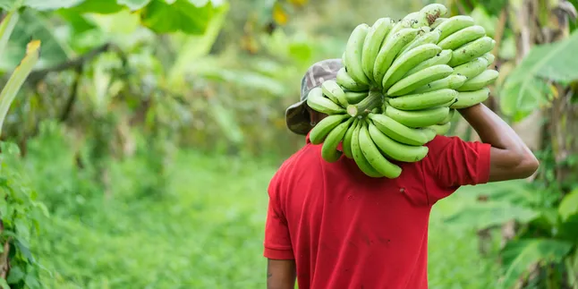 Festival Crossborder 2019 Hadirkan Kuliner Lokal Andalan, Si Manis Selai Pisang