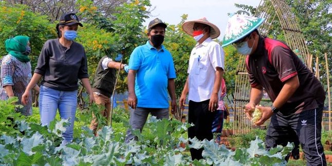 Encourage Urban Farming, Tangerang City Government is Serious about Realizing Food Security during the Pandemic