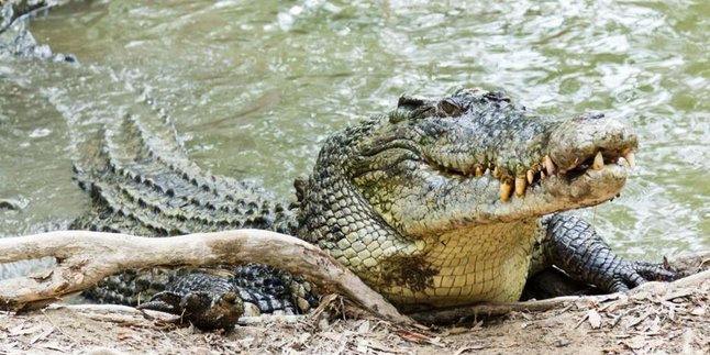 Geger Serangan Buaya di Sampit, Terkam Warga Hingga Ketuk Pintu Rumah