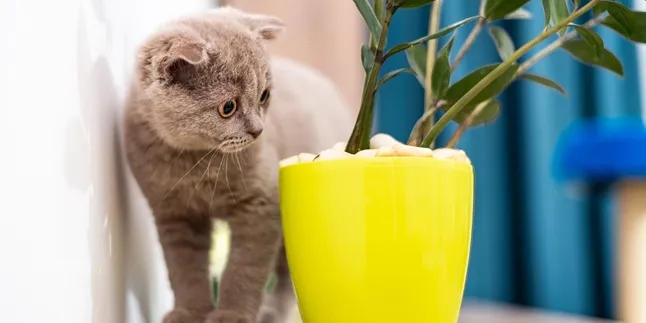 Gemas Sih, Tapi Aksi Kucing Kesayangan Ini Malah Bikin Sebal Pemiliknya
