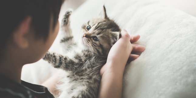 Adorable 10 Cat Breeds When They're Still Kittens, Providing Entertainment While Breaking the Fast