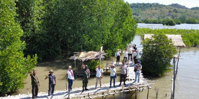 Gerakan Rehabilitasi Mangrove di Manggarai Barat Berlanjut, 40 Ribu Bibit Ditanam