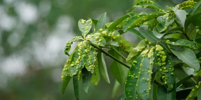 Pests That Often Hide Behind Leaves, Recognize Before They Spread