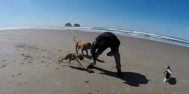 Hanya Miliki Dua Kaki, Anjing Ini Tetap Ceria