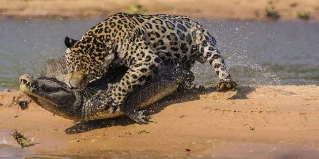 Hap! Buaya Ini Jadi Santapan Jaguar Dalam Hitungan Menit