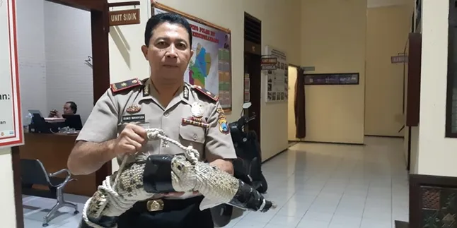 Heboh Buaya 'Jatuh Dari Langit' di Malang, Rusak Genting Rumah Warga