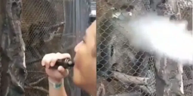 Hembuskan Asap Vape ke Monyet Kebun Binatang, Pria Ini Tuai Kecaman Banyak Pihak