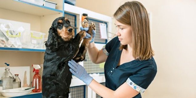4 Things to Know about Taking Care of Pets Amidst the Corona Covid-19 Pandemic