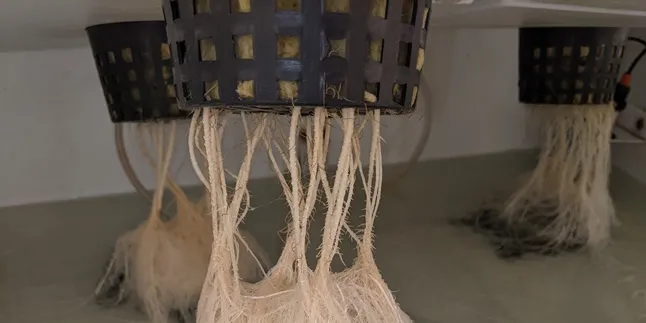 Hidroponik Adalah Metode Bercocok Tanam Tanpa Tanah, Ketahui Beberapa Tekniknya