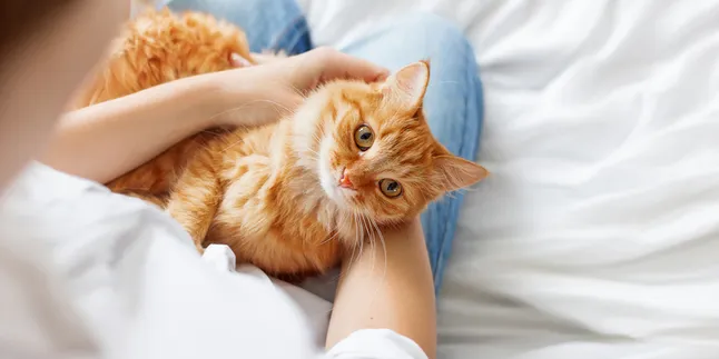 Ide Nama Kucing Lucu dari Mitologi Yunani, Mana yang Paling Cocok dengan Karakter Anabul di Rumah?