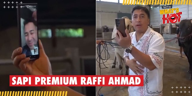 Idul Adha is Near, Here is the Appearance of Raffi Ahmad's Premium Cattle