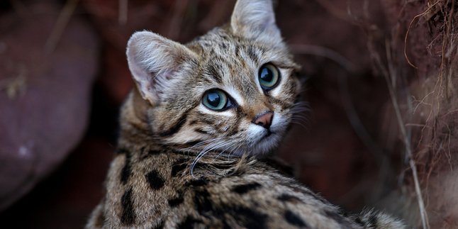 Cute and Adorable, This Black-footed African Cat is Considered the Most Deadly in the World