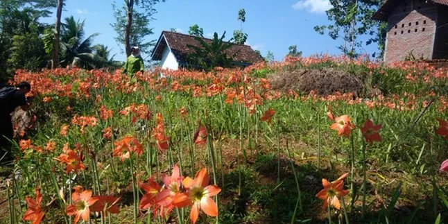 Ingat Kebun Bunga Yang Diinjak-Injak? Begini Kondisinya Sekarang