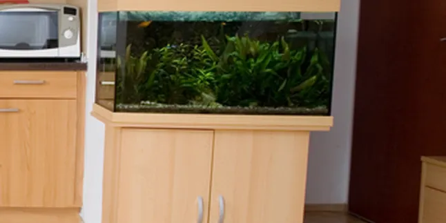 Ingin Bikin Mini Aquarium di Rumah, Apa Saja yang Harus Dibeli?