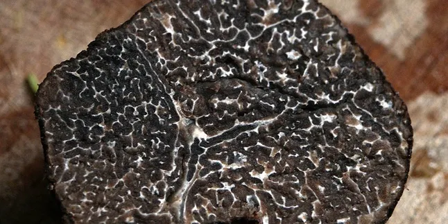 Ini Alasan Mengapa Truffle Punya Harga Selangit dan Banyak Dicari Kaum Sultan