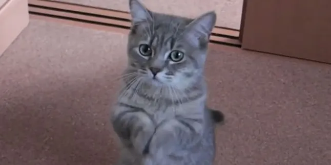 Ini Bukti Bahwa Kucing Adalah Binatang Yang Menggemaskan