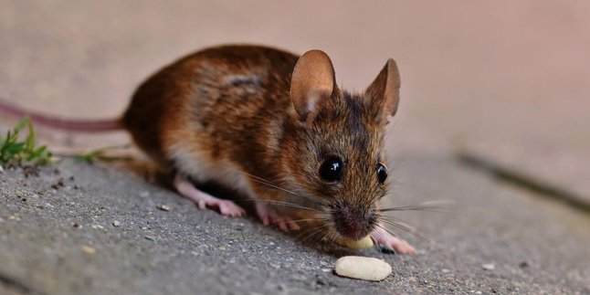 Keep Your Home Clean, Here's How to Get Rid of Mice with Kitchen Ingredients