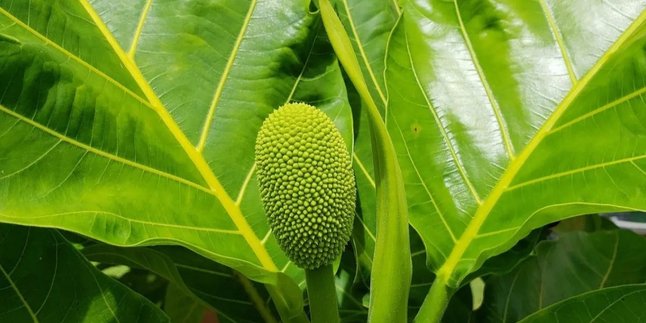 Don't Throw Away! Utilize Breadfruit Leaves to Help Lower Uric Acid and Cholesterol