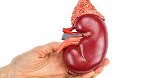 Don't Consume Too Much, Here are 8 Foods that Can Damage the Kidneys