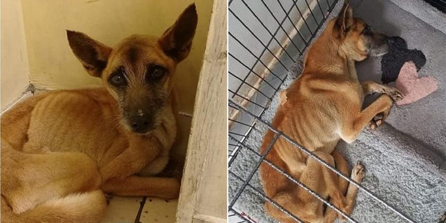 Jasad Majikan Tinggal Kerangka, Anjing Ini Setia Menunggu Selama 3 Bulan